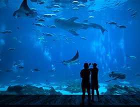 Couple on a date at Georgia Aquarium