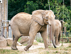 cincinnati date ideas zoo